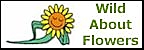 Buy superb Wild About Flowers floral bouquets