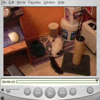 Video of the Cats (2)