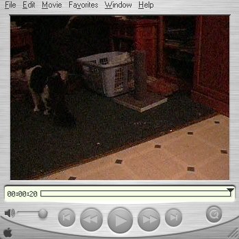 Video of the Cats (3)