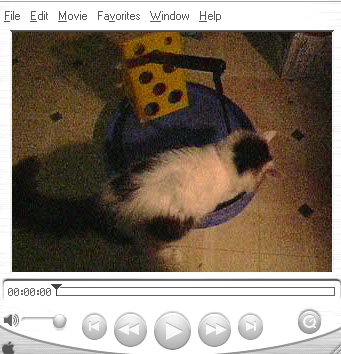 Cats playing with their favourite toy