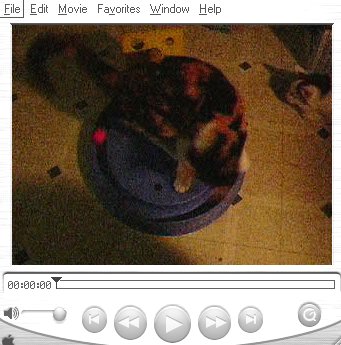 Cats playing with their favourite toy