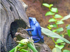 A Blue Frog