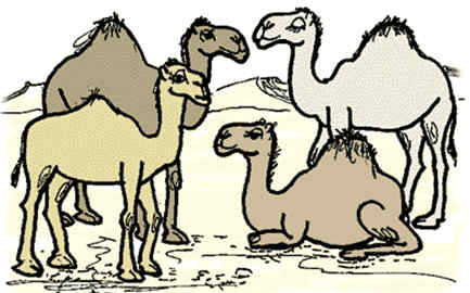 I Hate being a Camel