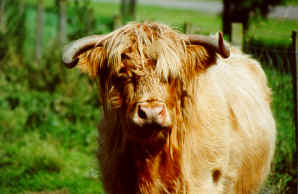 Highland Cow