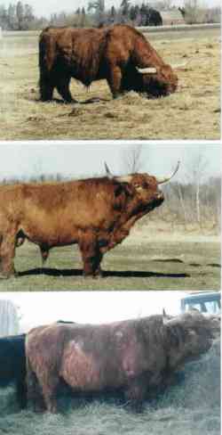 Highland Bulls