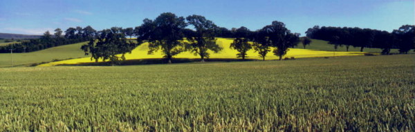 Wheatfield near village of Kippen in Stirlingshire. Has links 