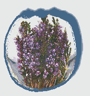 The Land That Begat Me