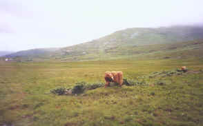 This is how Scots Highland cattle scratch their itches. On the Isle of Mull.